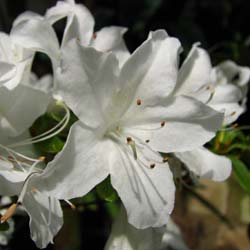 Azalea 'Palestrina'